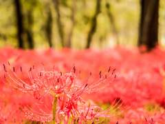 [매뉴패치] 불, 꽃이 피어나면 8