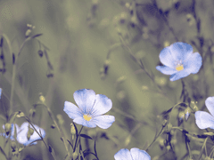 [오유연 / 1학년 / 꽃꽃이부 ]