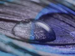 [ 리벳 마르코 / 버터플라이피 꽃차 / 청공작 ]