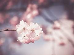 히사스에 유우미