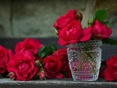 This bud of love, by summer’s ripening breath,