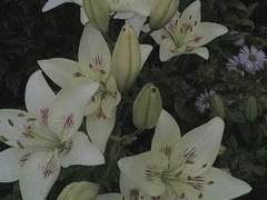 증오와 연정이 섞인 지옥발 편지