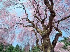 그 벚꽃이 신록이 되기 전에