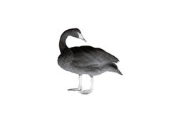 DO NOT SNEAK OUT OF THE OFFICE