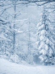 장산호 2 : 사라진 마을