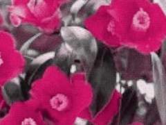 花을 사랑하는 아이