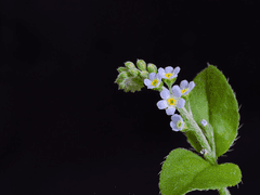 꽃날커 공개프로필