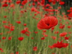 (닌자고)달빛 아래서의 춤