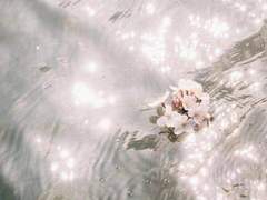 𝑪𝒍𝒐𝒗𝒊𝒔 𝑰𝒗𝒆𝒍𝒚𝒏 𝑺𝒄𝒉𝒎𝒊𝒓