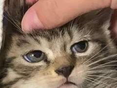 우리집 고양이 츄르를 좋아해