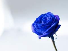 [BL][프롤로그]꽃집하는 그 남자