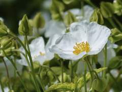 그하커[아샤 E. 베일리]공개프로필