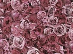 無睇頭嘅小糖果