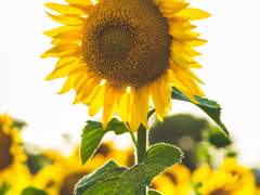 [다이진 + 알베도 & 클레] 발두르와 난나처럼 (4)