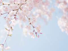 [민재아리] 초봄