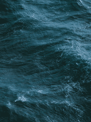 론리 비치의 개들