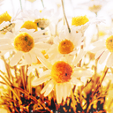 🇸🇮🇾🇺🇱🇷🇮🇳🇬