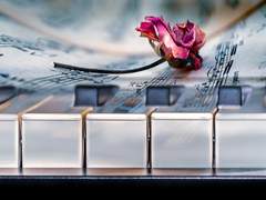 의지로 가득 찬 분홍색 꿈