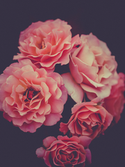 자하드의 공주로 살아남는 법