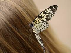 그 식물원에서 날아온 이상한 나비