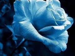 떠나갈 인연, 스러지지 않을 운명.