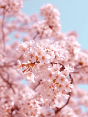 분홍으로 물든 세계