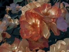 🎀 얼레벌레 커미션