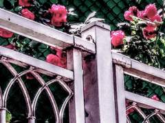 후에키 타케시/XY/18🥀