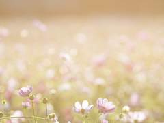 리데사 핼리 / XX / 인간