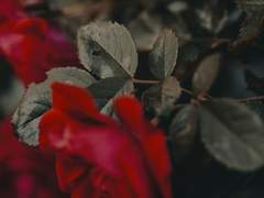 꽃은 지고 날은 저물었다.