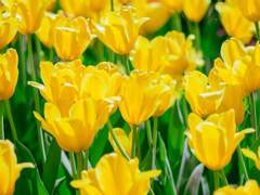 나가자, 노란 봄이 오니까.