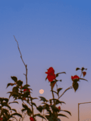 사진 보정 필터(라이트룸 프로파일)