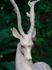 마녀와 흑기린왕