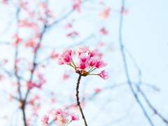 [화산귀환/드림] 설중매화