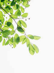 세이죠 한국인 매니저