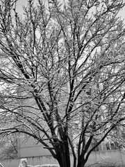 매화나뭇가지 팔을 한 눈사람