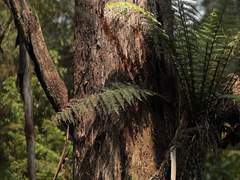 더스크우드 에피5 댄