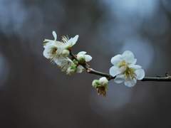 백일몽[白日夢]