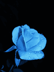 Blue Rose