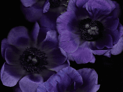 3월의 신부에게 아네모네를.