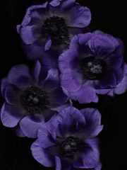 3월의 신부에게 아네모네를