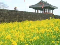 探花蜂蝶 [ 탐화봉첩 ]