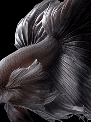 When i live, you're dying