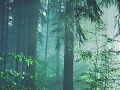 아름다운 숲속에서 들려주는 이야기