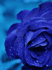 파란나라를보았니