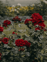 [민은] Happily Ever After