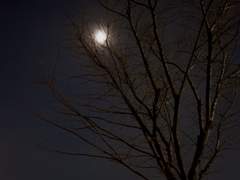 헬조선 흡혈귀로 살아남기 1화