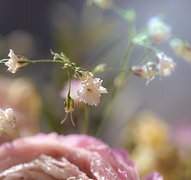 사라진 앨리스 AU_캐프로필