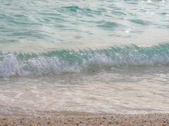 솔피 우는 소리