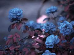 [ 도리벤 ] 울보 히어로 와 흑화 드림주